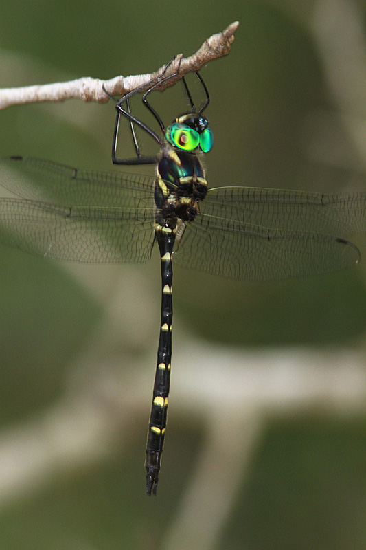 Terry & Diana Hibbitts